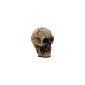 6 Skulls (crânes) - Tim Holtz