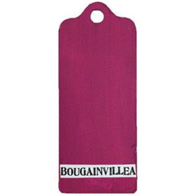 Bougainvilliers - Semi Opaque