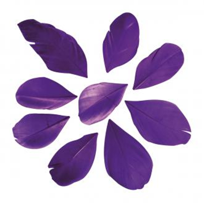 Plumes coupées violettes